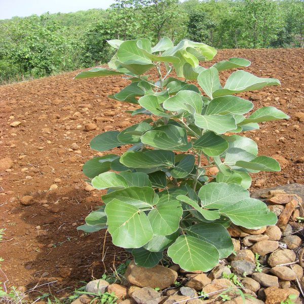 BUTEA MONOSPERMA