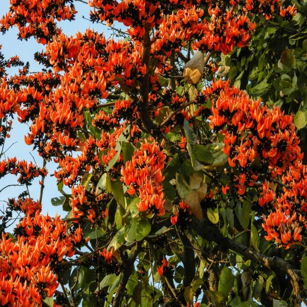 BUTEA MONOSPERMA - Image 3