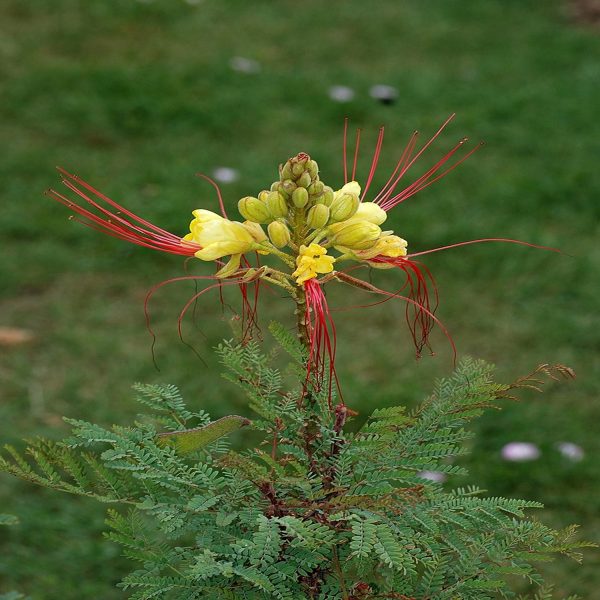 CAESALPINIA GILLESII - Image 4