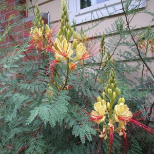 CAESALPINIA GILLESII