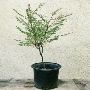 CAESALPINIA GILLESII