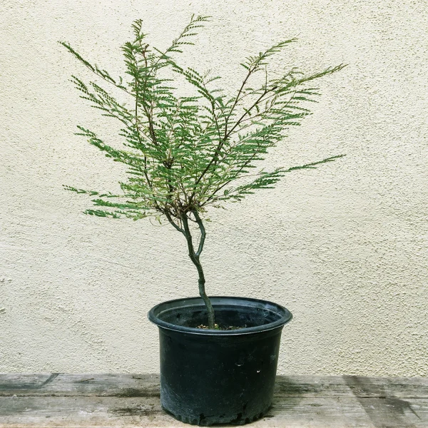 CAESALPINIA GILLESII