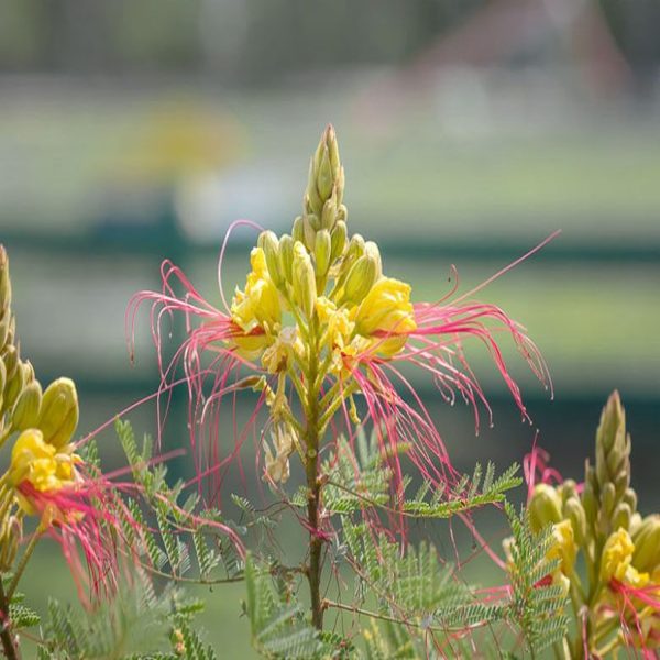 CAESALPINIA GILLESII - Image 3