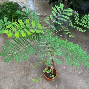 CAESALPINIA PULCHERRIMA