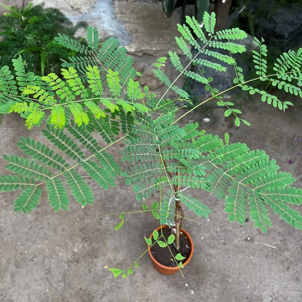 CAESALPINIA PULCHERRIMA