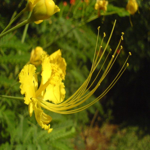 CAESALPINIA PULCHERRIMA FLAVA - Image 3