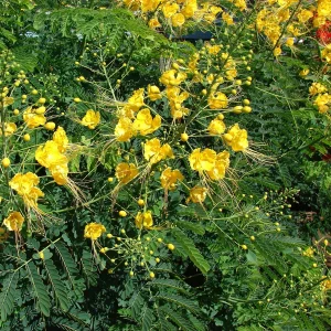 CAESALPINIA PULCHERRIMA FLAVA