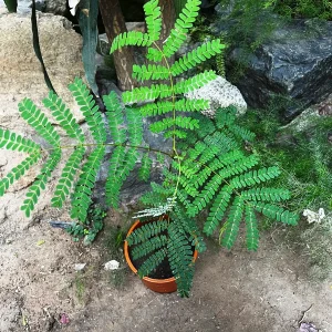 CAESALPINIA PULCHERRIMA FLAVA
