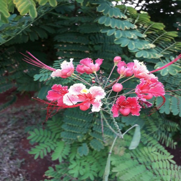 CAESALPINIA PULCHERRIMA ROSEA - Image 4
