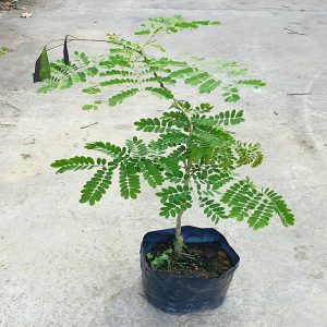 CAESALPINIA PULCHERRIMA ROSEA