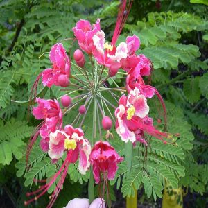 CAESALPINIA PULCHERRIMA ROSEA