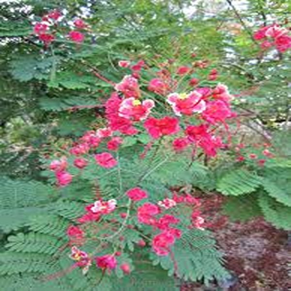 CAESALPINIA PULCHERRIMA ROSEA - Image 3