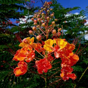 CAESALPINIA PULCHERRIMA