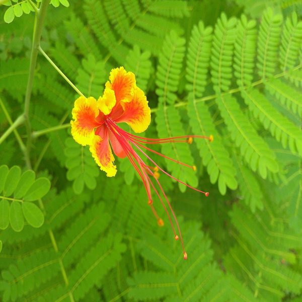 CAESALPINIA PULCHERRIMA - Image 3