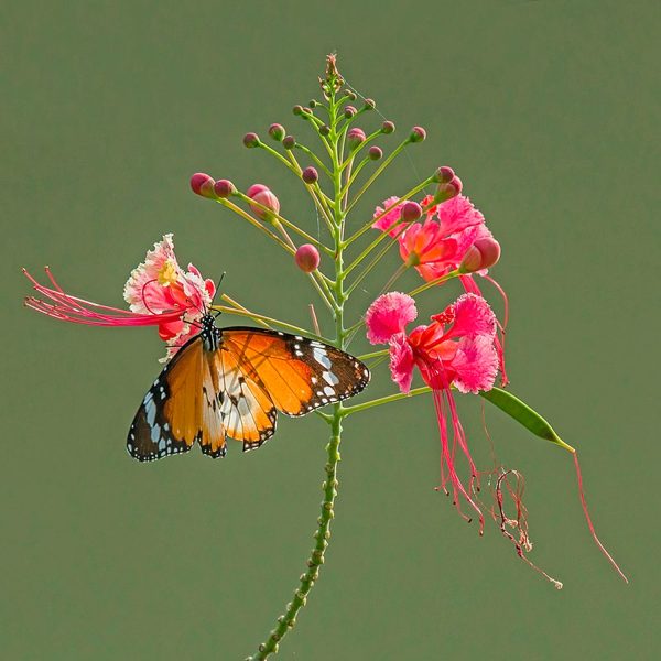 CAESALPINIA PULCHERRIMA - Image 4