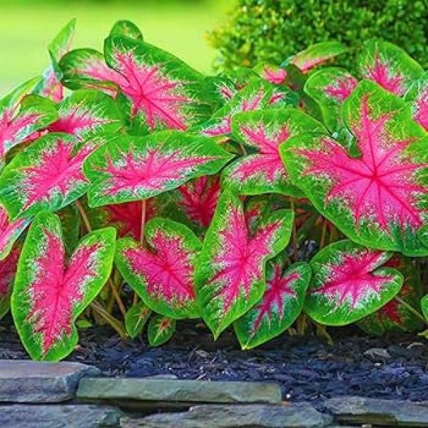 PHP-CALADIUM HALDERMAN - Image 4