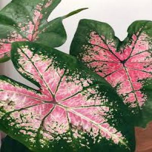 PHP-CALADIUM HALDERMAN