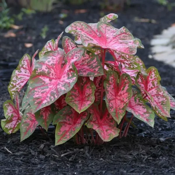PHP-CALADIUM HALDERMAN - Image 3