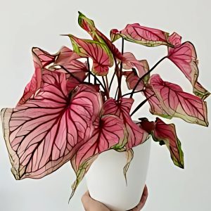 PHP-CALADIUM HOR. ATTALA