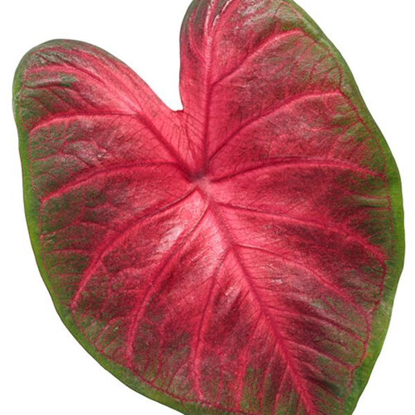 PHP-CALADIUM HOR. ATTALA - Image 5