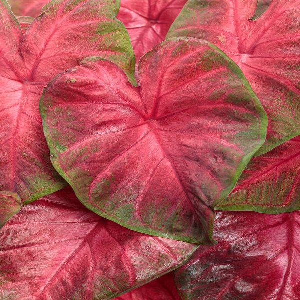 HP-CALADIUM HOR. ATTALA - Image 6