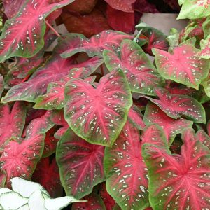 PHP-CALADIUM HOR. ATTALA