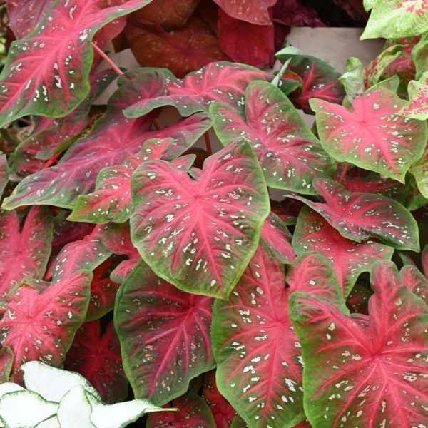 PHP-CALADIUM HOR. ATTALA - Image 2