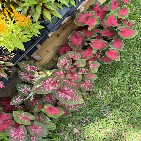 PHP-CALADIUM HOR. ATTALA - Image 4