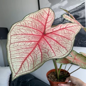 PHP-CALADIUM HOR. CHARM