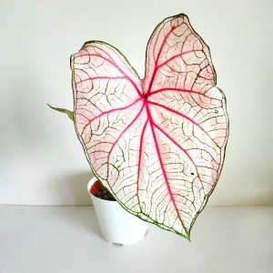 HP-CALADIUM HOR. CHARM