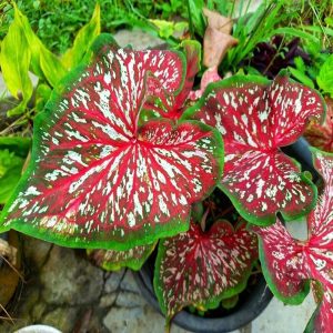 HP-CALADIUM HOR. CHARM