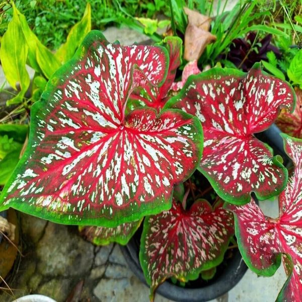 HP-CALADIUM HOR. CHARM - Image 2