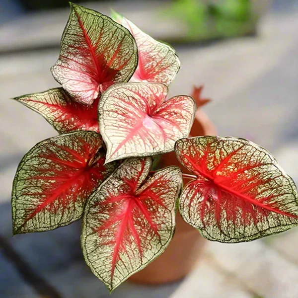 HP-CALADIUM HOR. CHARM - Image 3