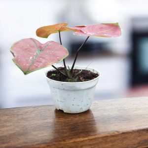 HP-CALADIUM HOR. BOWL