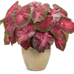 HP-CALADIUM HOR. BOWL