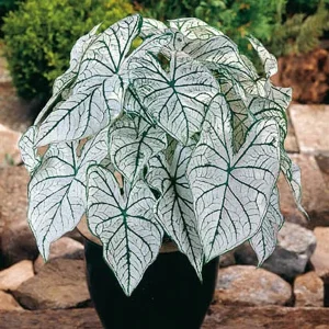 HP-CALADIUM HOR. CANDIDUM