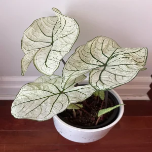 HP-CALADIUM HOR. CANDIDUM