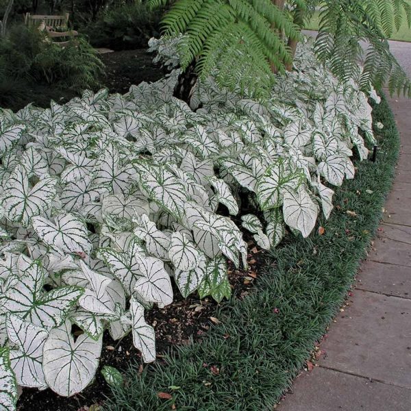 HP-CALADIUM HOR. CANDIDUM - Image 3