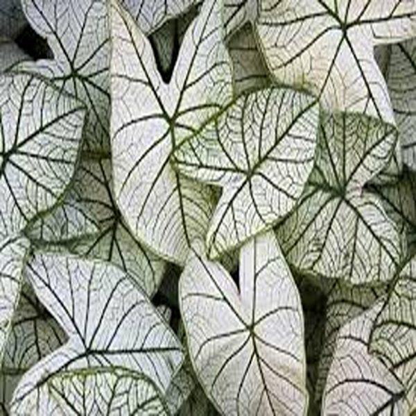 HP-CALADIUM HOR. CANDIDUM - Image 4