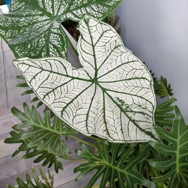 HP-CALADIUM HOR. CANDIDUM - Image 5