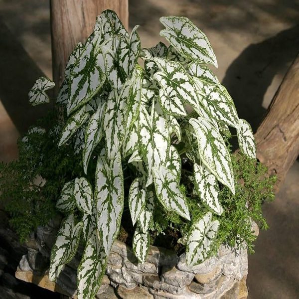 HP-CALADIUM HUMBOLDTII - Image 5