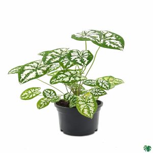 HP-CALADIUM HUMBOLDTII