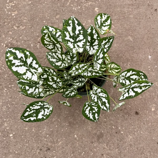 HP-CALADIUM HUMBOLDTII - Image 2