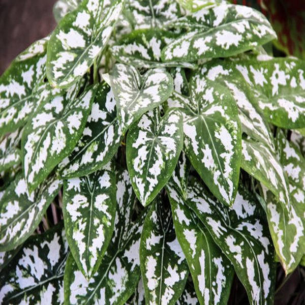 HP-CALADIUM HUMBOLDTII - Image 3