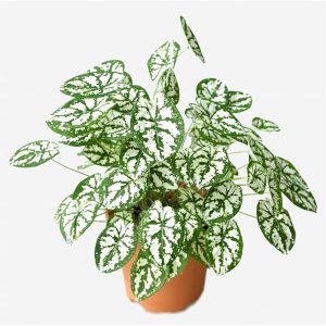 PHP-CALADIUM HUMBOLDTII