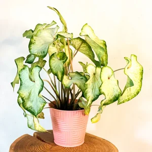 HP-CALADIUM WHITE WING