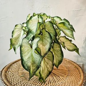 HP-CALADIUM WHITE WING