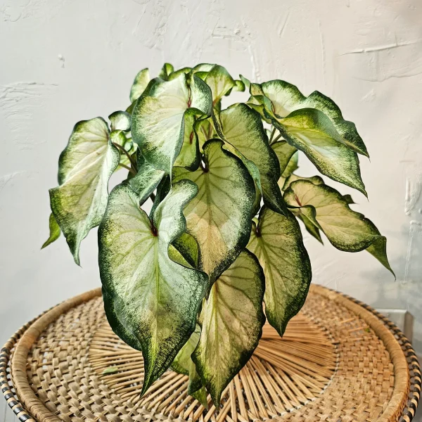 PHP-CALADIUM WHITE WING - Image 2