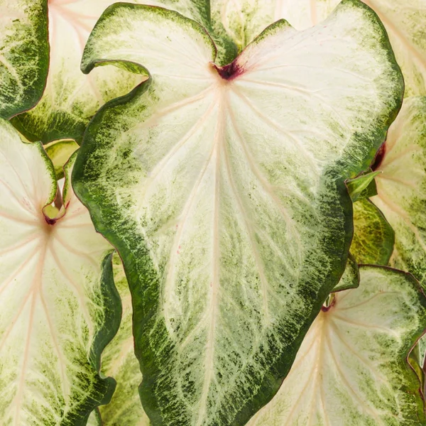 PHP-CALADIUM WHITE WING - Image 3