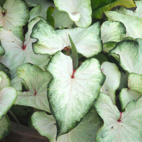 PHP-CALADIUM WHITE WING - Image 4